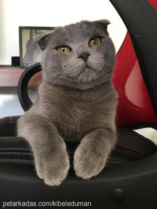 duman Erkek Scottish Fold