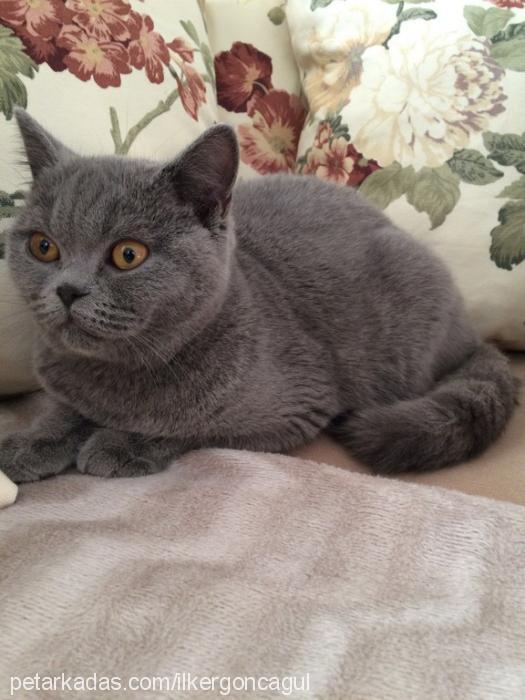 paşa Erkek British Shorthair