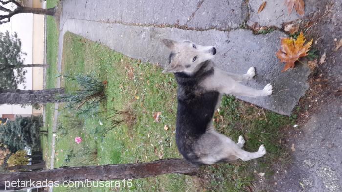 henüzbellideğil Erkek Sibirya Kurdu (Husky)