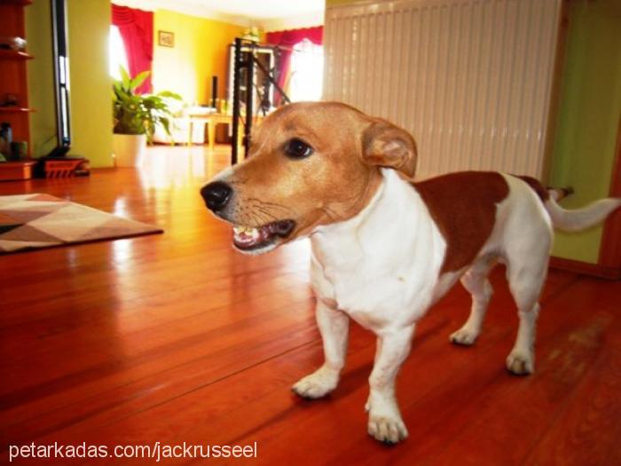 bobo Erkek Jack Russell Terrier