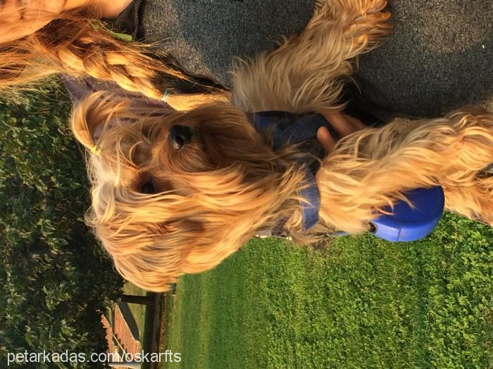 oskar Erkek Yorkshire Terrier