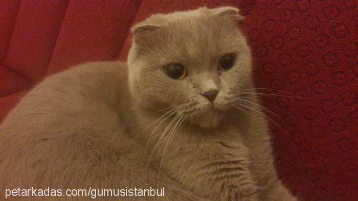 gümüş Dişi Scottish Fold