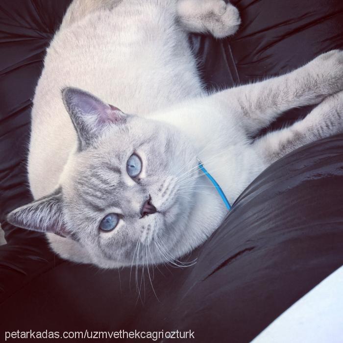 simon Erkek British Shorthair