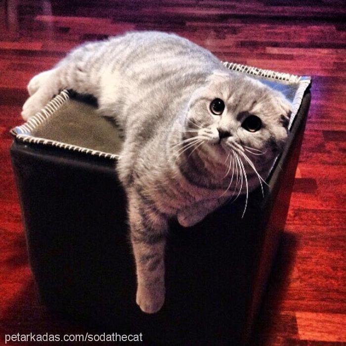 soda Erkek Scottish Fold