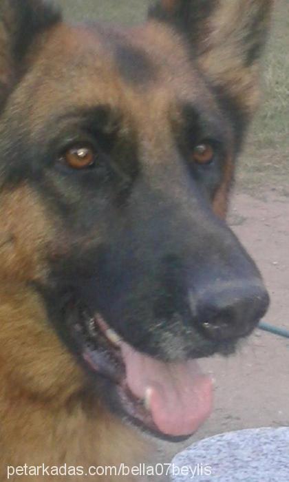 bella Dişi Alman Çoban Köpeği