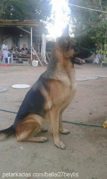 bella Dişi Alman Çoban Köpeği