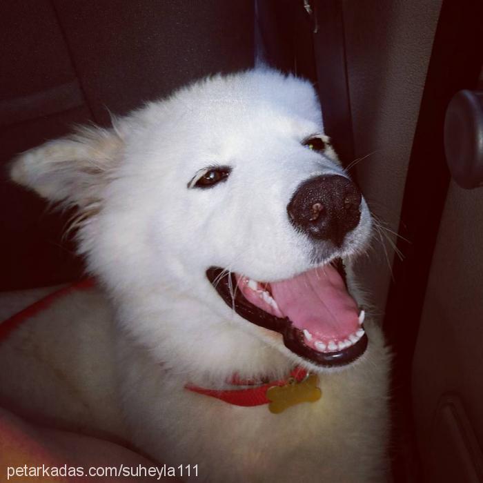 pamuk Erkek Samoyed