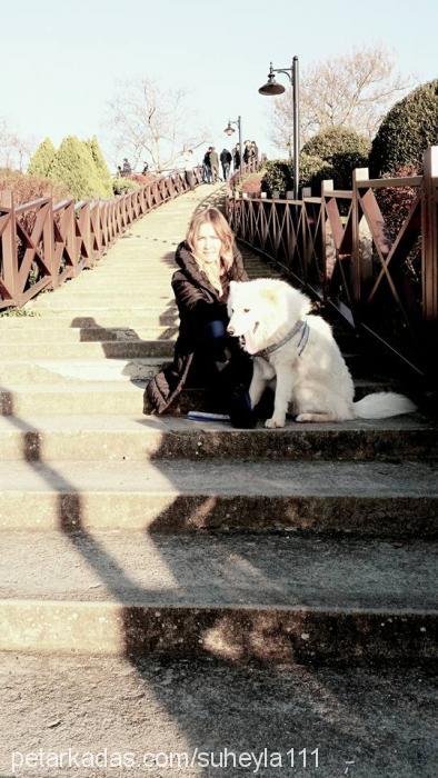 pamuk Erkek Samoyed