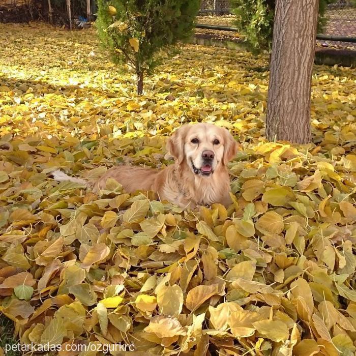 jessie Erkek Golden Retriever