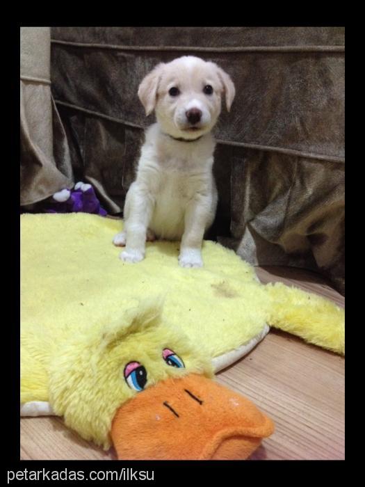 kartopu Erkek Golden Retriever