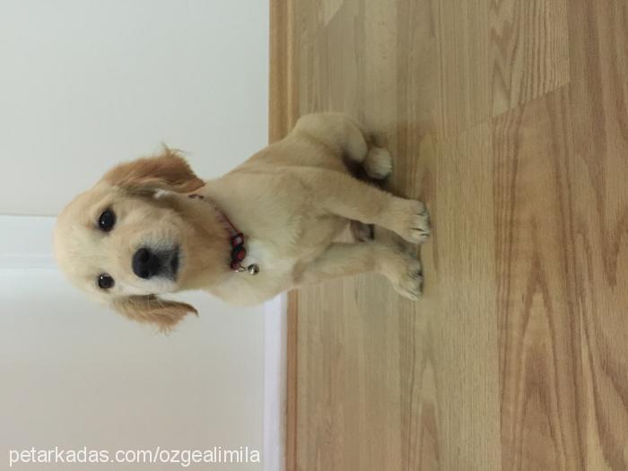 mİla Dişi Golden Retriever