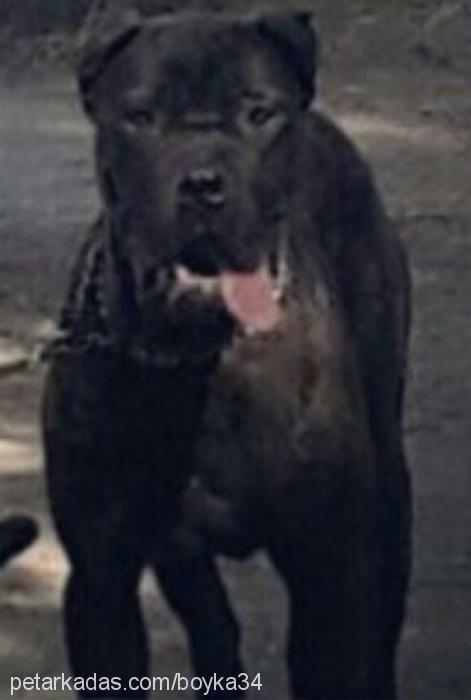 boyka Erkek Cane Corso Italiano