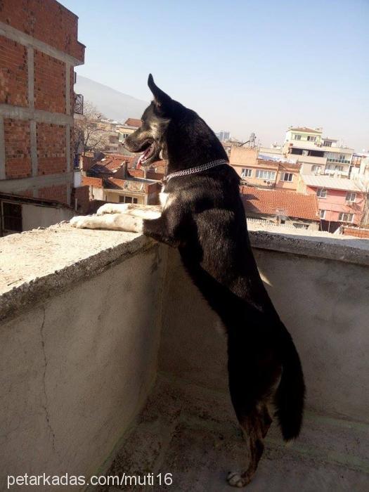 mutİ Erkek Sibirya Kurdu (Husky)