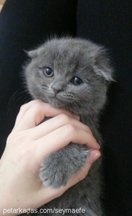 gris Dişi Scottish Fold