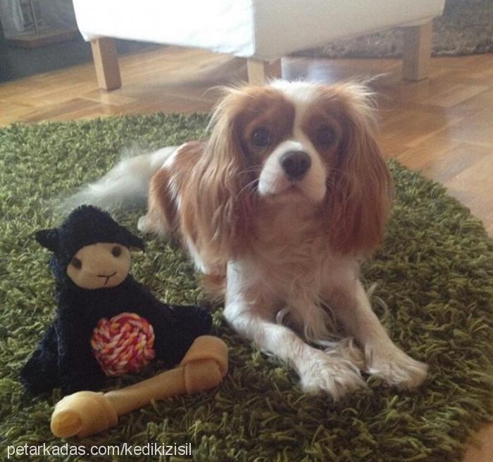 Şuşi Dişi Cavalier King Charles Spanieli