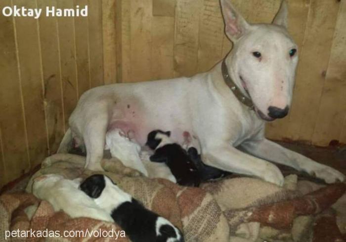 boris Erkek Bull Terrier