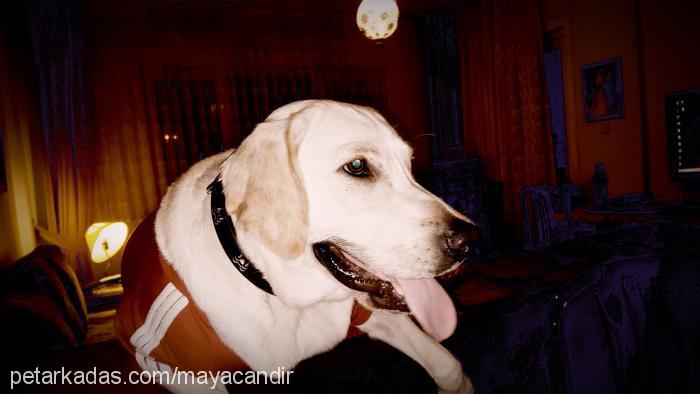 maya Dişi Labrador Retriever