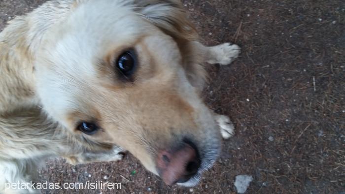 booly Dişi Golden Retriever