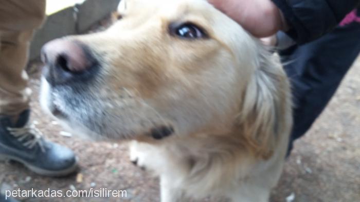 booly Dişi Golden Retriever