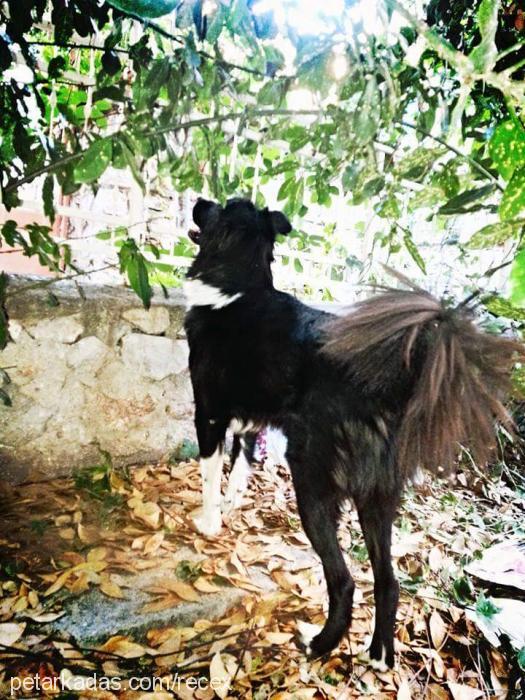 rex Erkek Border Collie