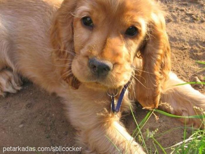 bonnie Dişi Amerikan Cocker Spaniel