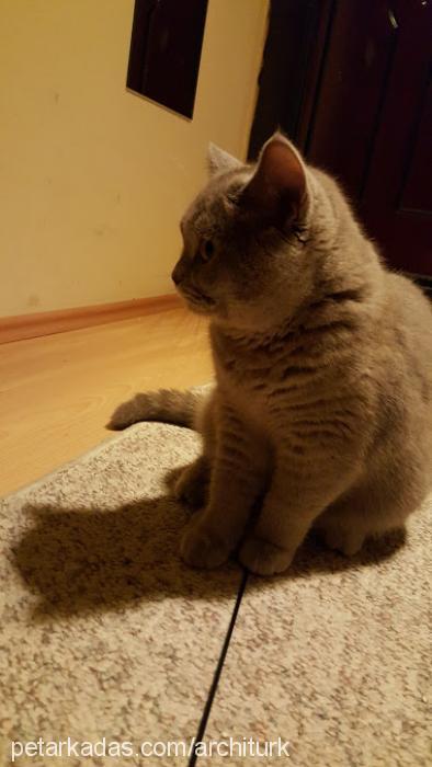 milföy Dişi British Shorthair