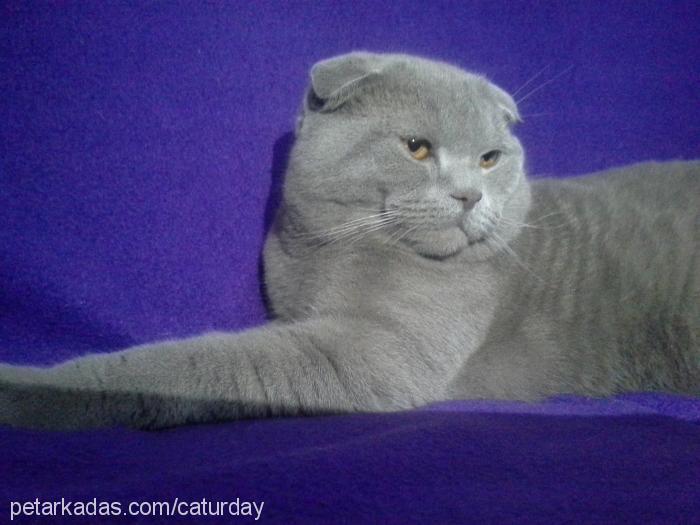 hades Erkek Scottish Fold