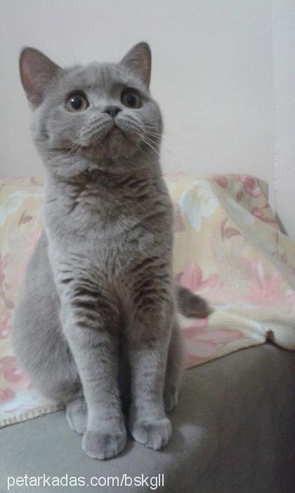 lili Dişi British Shorthair