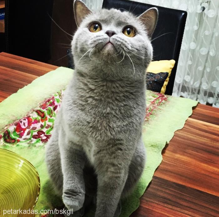 lili Dişi British Shorthair