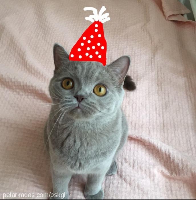 lili Dişi British Shorthair