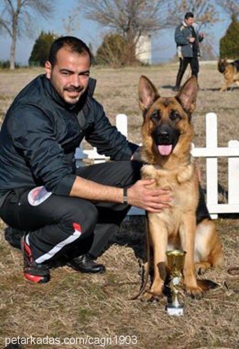 olgavonatlas Dişi Alman Çoban Köpeği