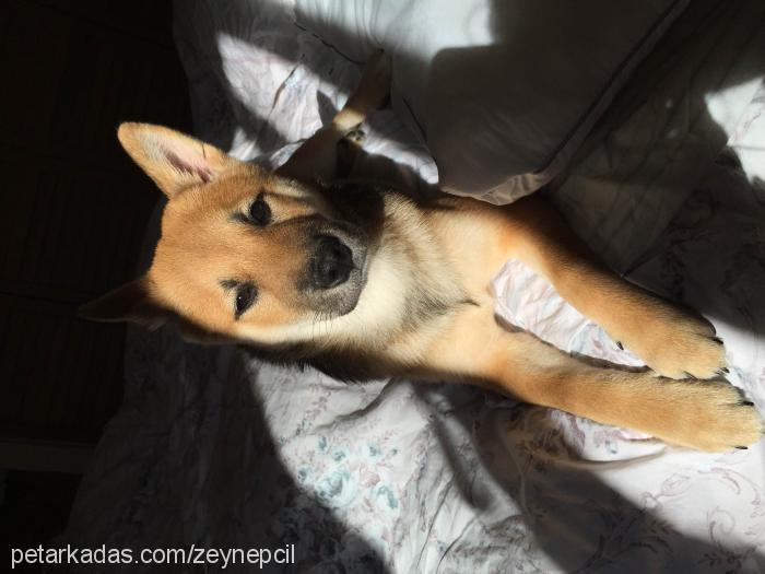 luca Erkek Shiba Inu