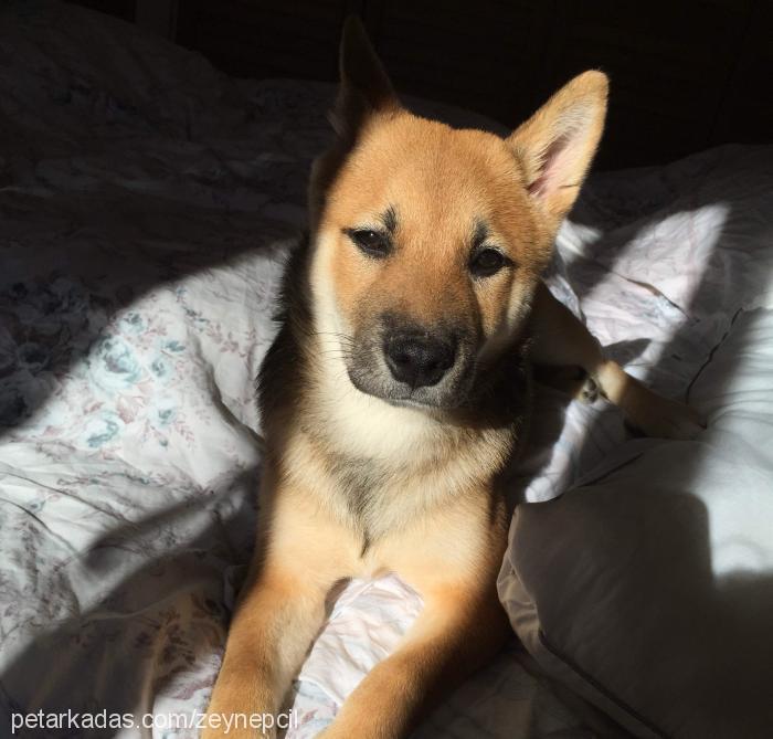 luca Erkek Shiba Inu