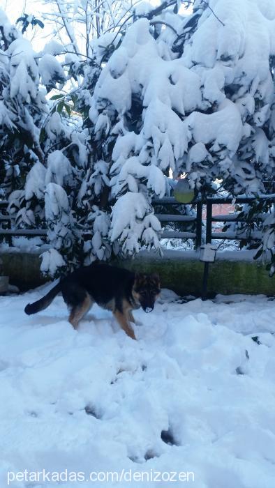 pati Erkek Alman Çoban Köpeği