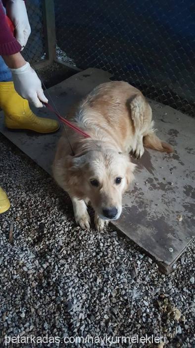 süslü Dişi Golden Retriever