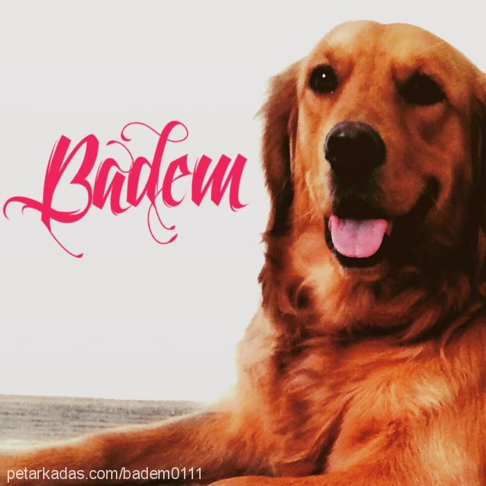 badem Dişi Golden Retriever