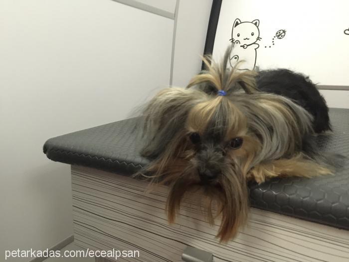 brownie Erkek Yorkshire Terrier