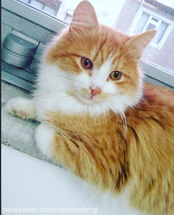 chucky Erkek Maine Coon