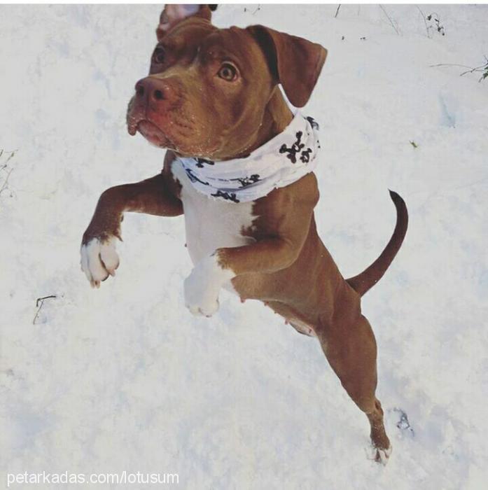 lotus Dişi Amerikan Pitbull Terrier