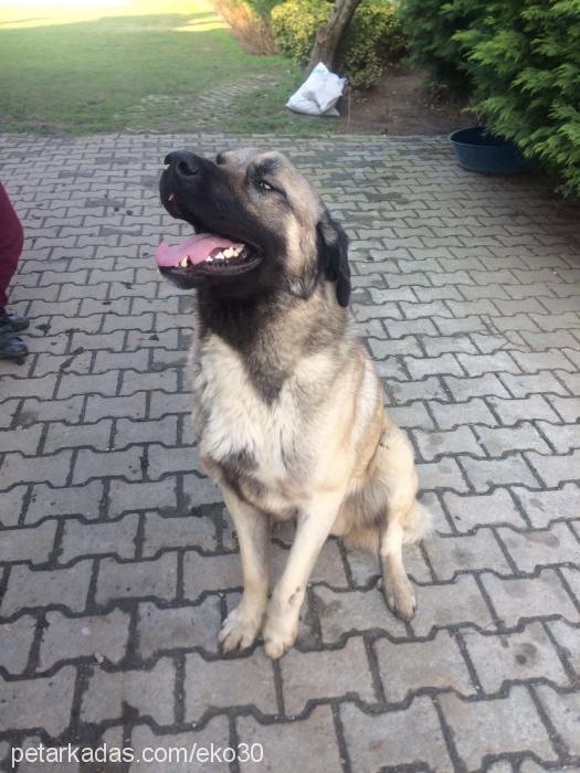 fedai Erkek Kangal