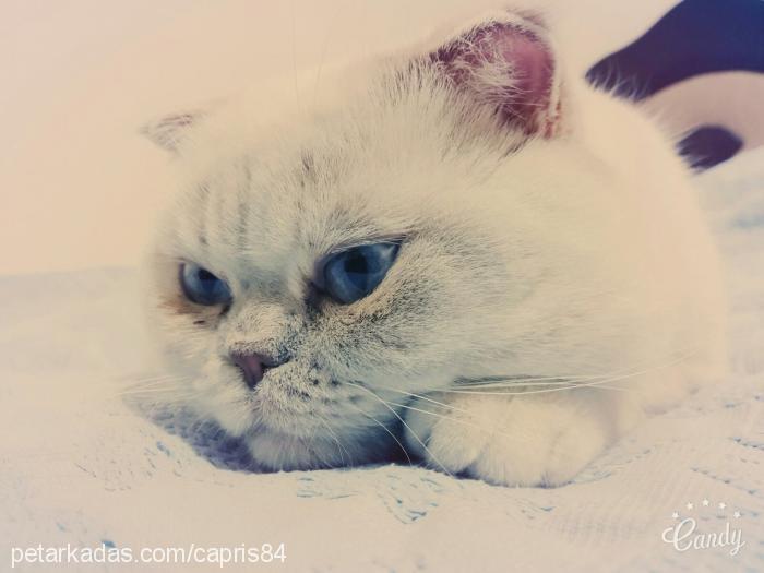 ayran Erkek Scottish Fold