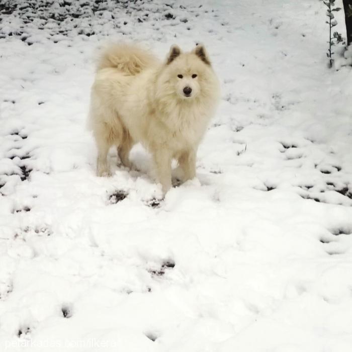 buz Erkek Samoyed