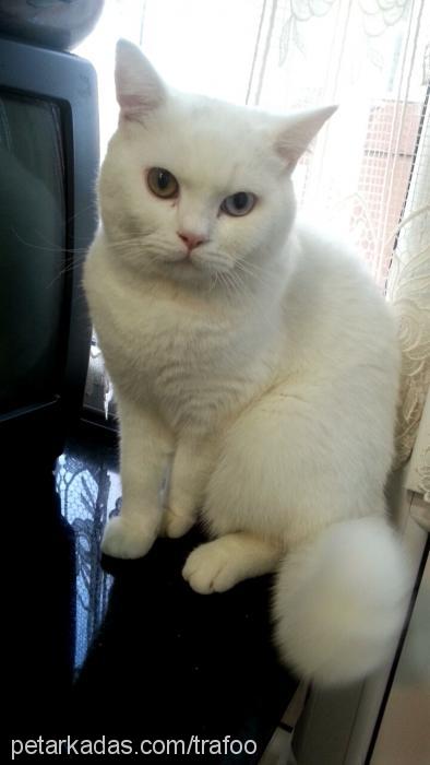 trafo Erkek British Shorthair