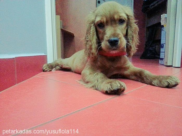 lola Dişi İngiliz Cocker Spaniel