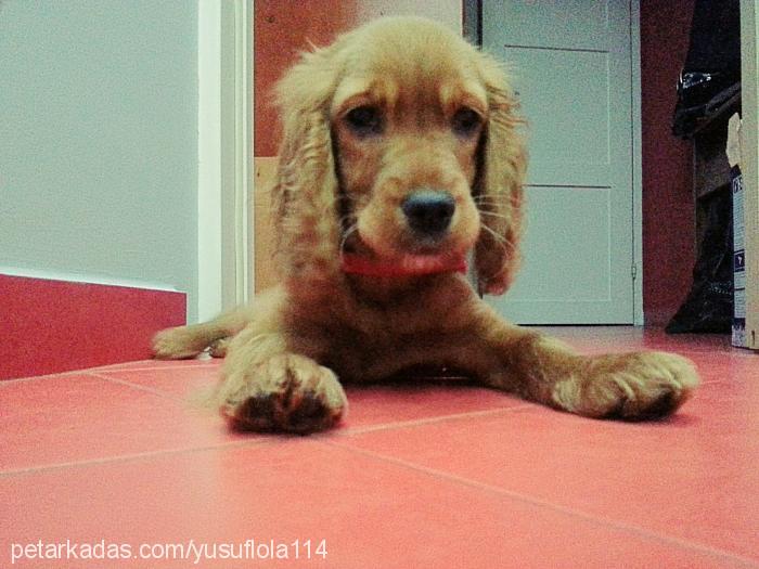 lola Dişi İngiliz Cocker Spaniel