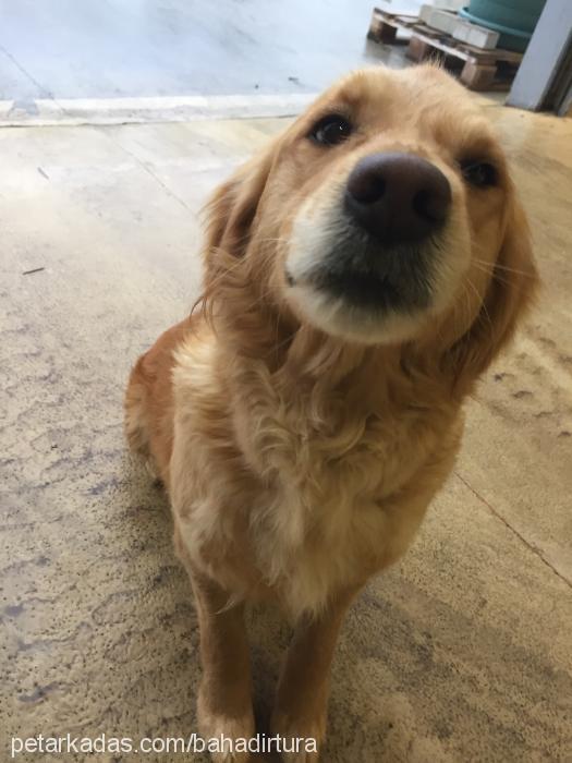 rüzgar Dişi Golden Retriever