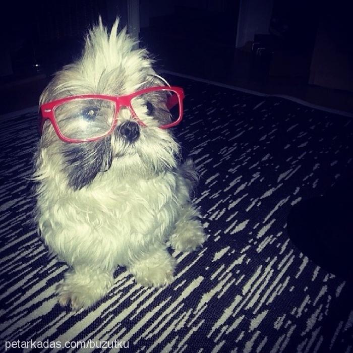 cooper Dişi Shih-Tzu