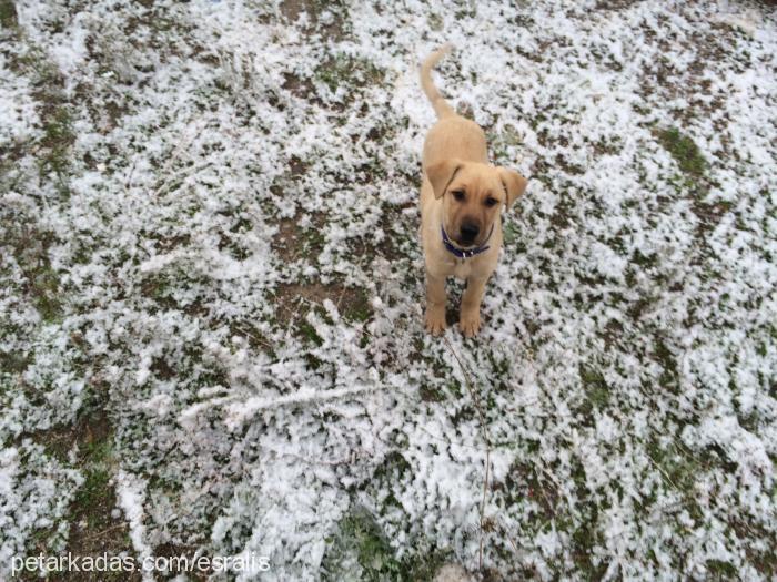 çiko Erkek Sokö (Sokak Köpeği)