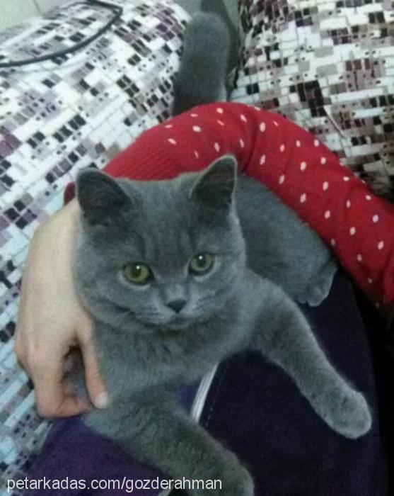 shaagy Erkek British Shorthair