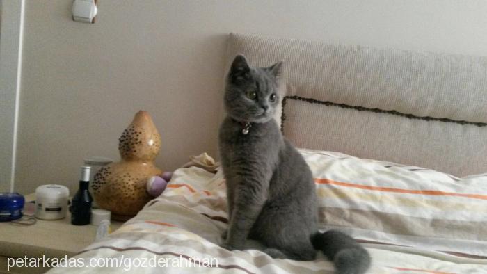 shaagy Erkek British Shorthair